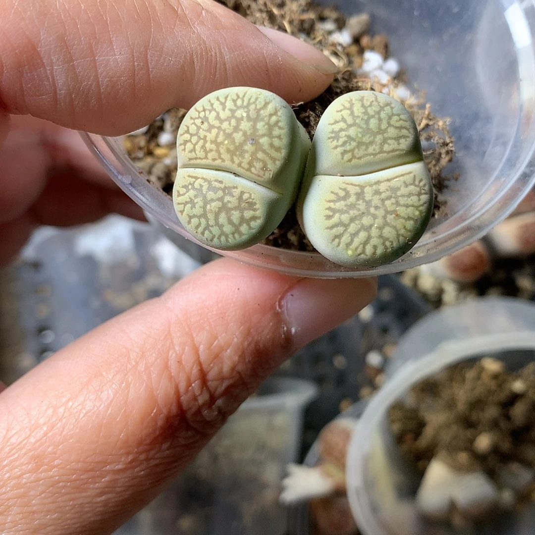 255多肉植物保护