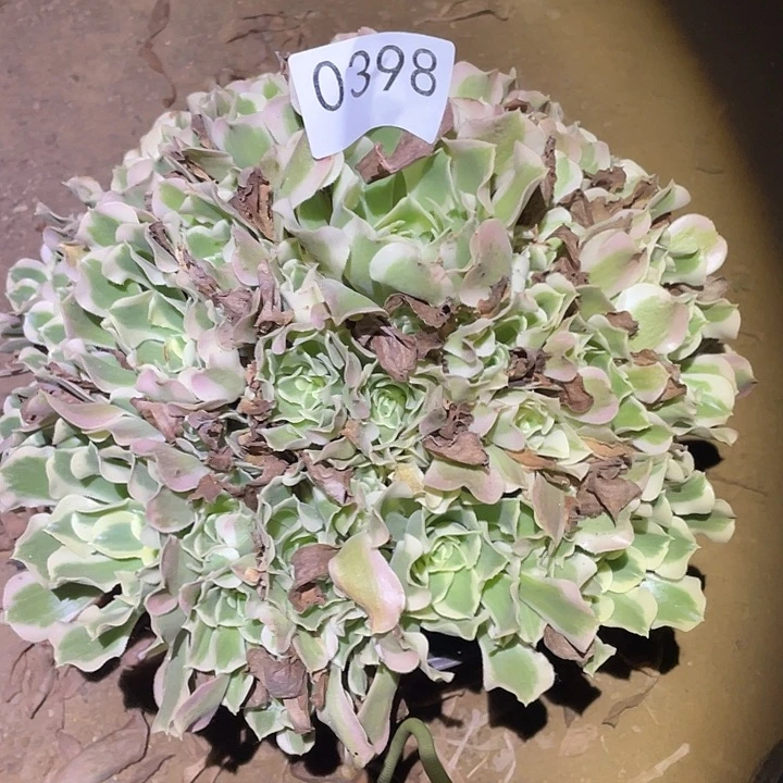多肉植物法师不包断枝398白凤