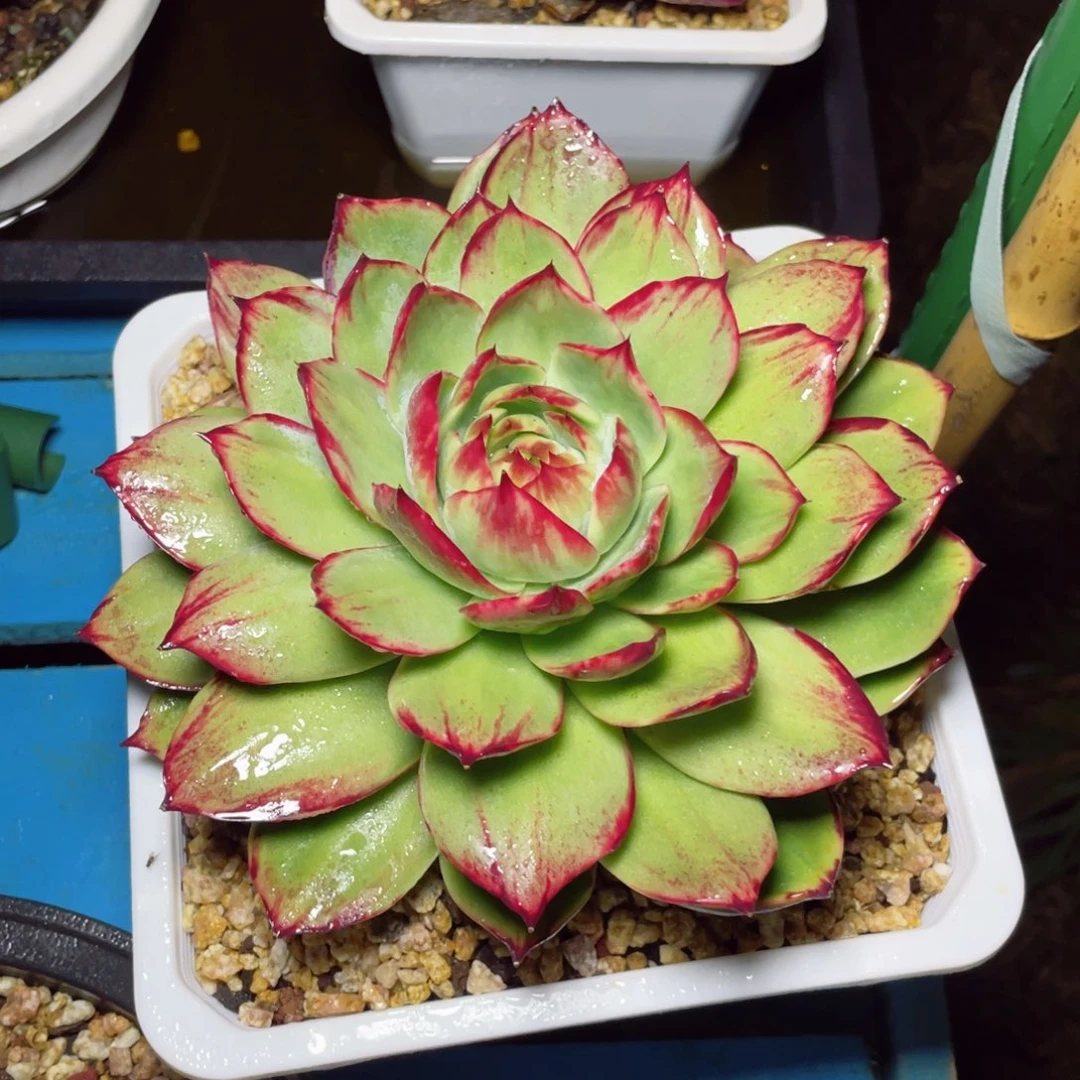 吧***口惊鸿仙子一物一拍