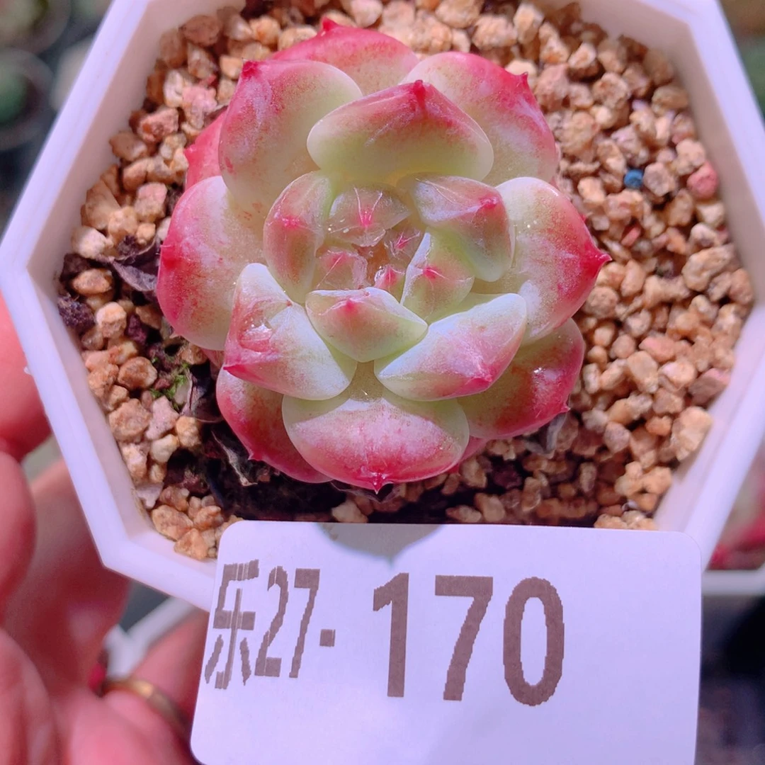 乐然27-170 秘境冰魄