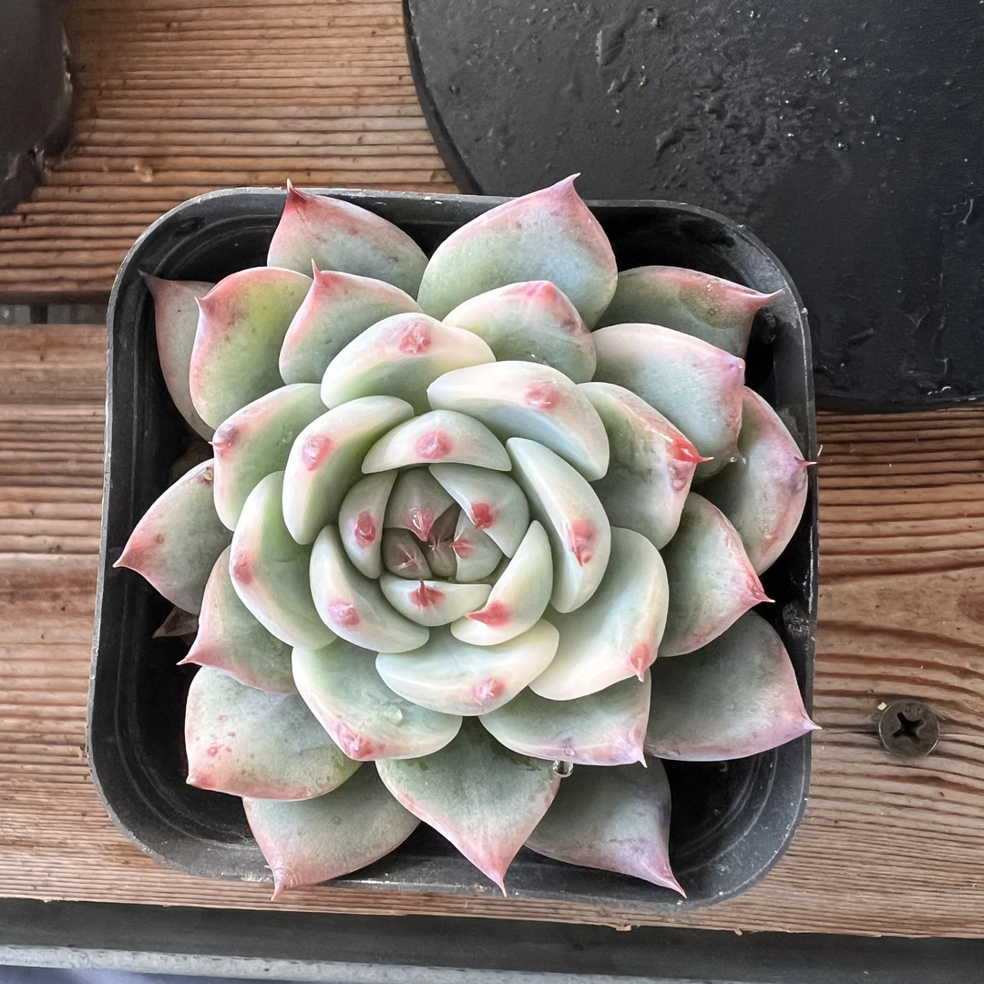 娃娃锦多肉植物多肉