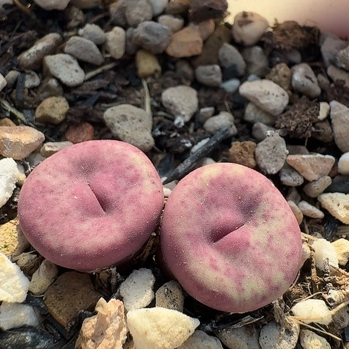 187 小红嘴1968 肉锥。