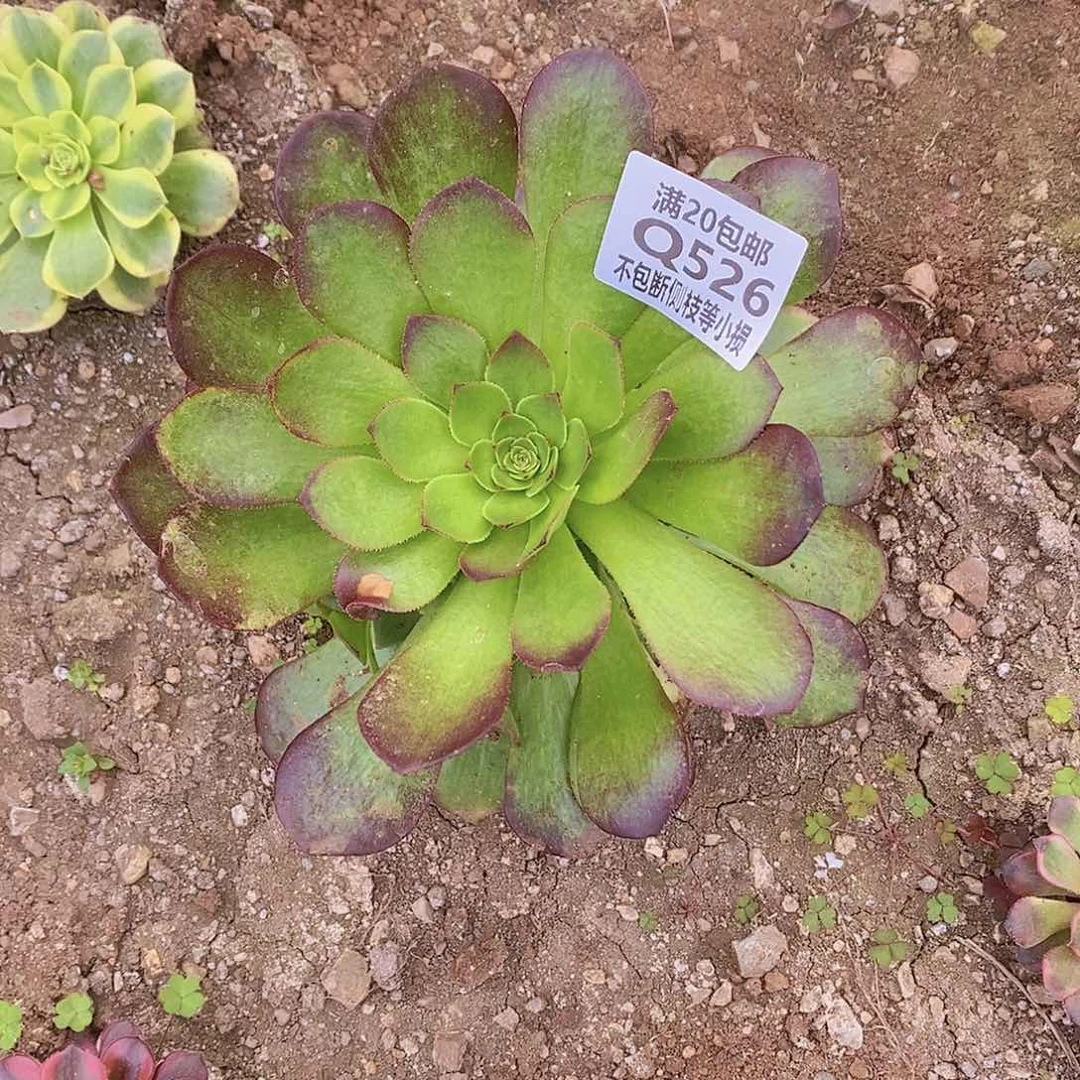 涵**贝526雨荷多肉法师锦