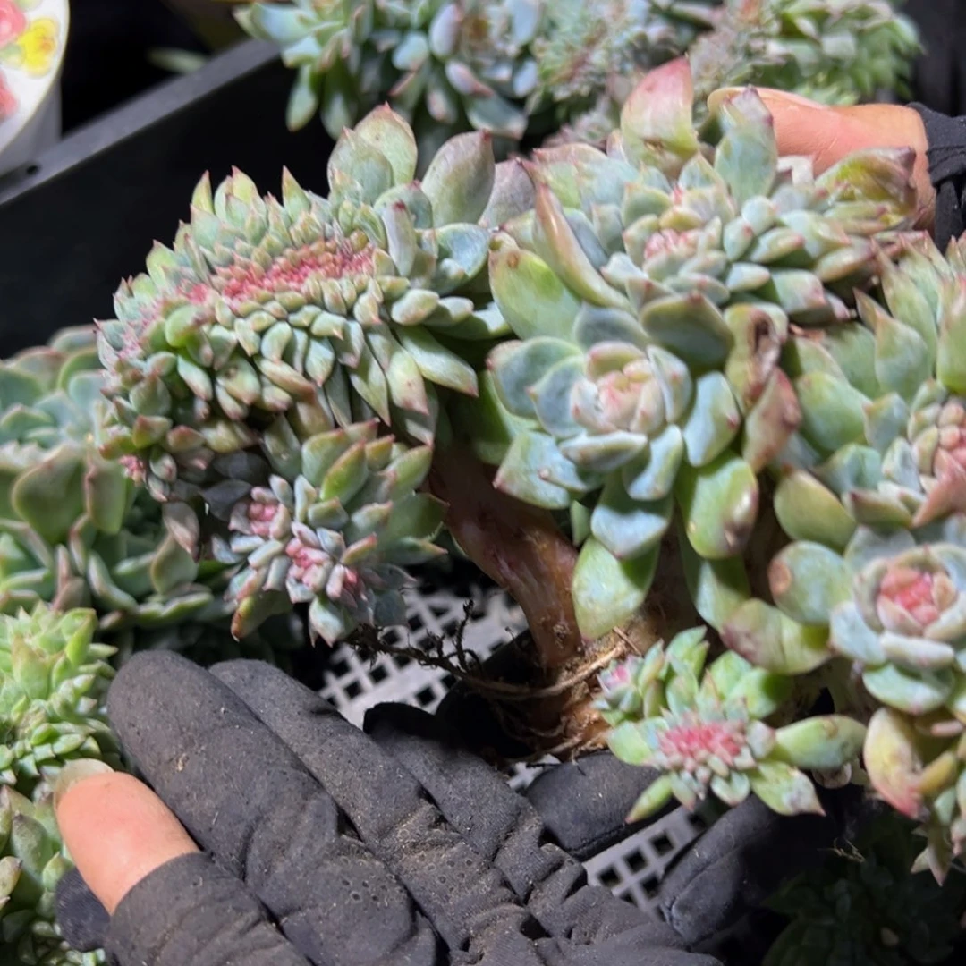 _***_天天开心 水蜜桃微瑕