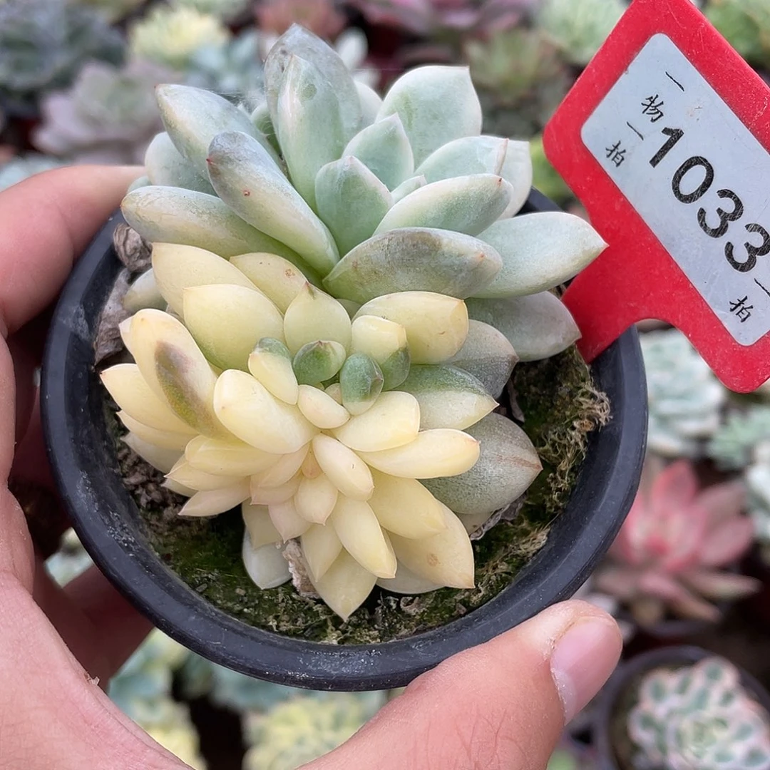 *****1033号多肉植物盆栽