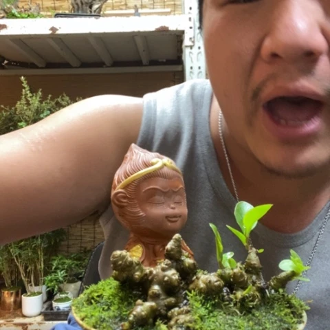 红陶一物一拍所见即所得154