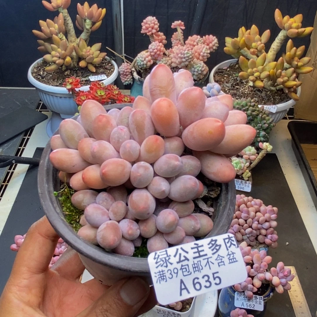 635丸叶汤圆多肉8v m