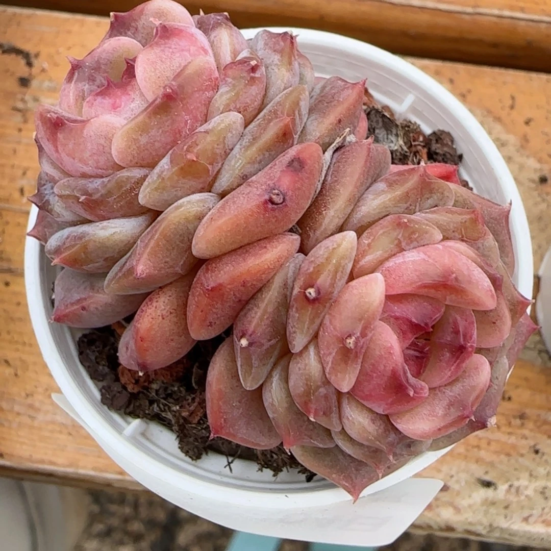 花语逸镜0204-574