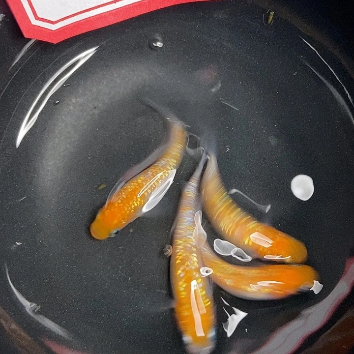 青鳉鱼墨子青鱂8号王华