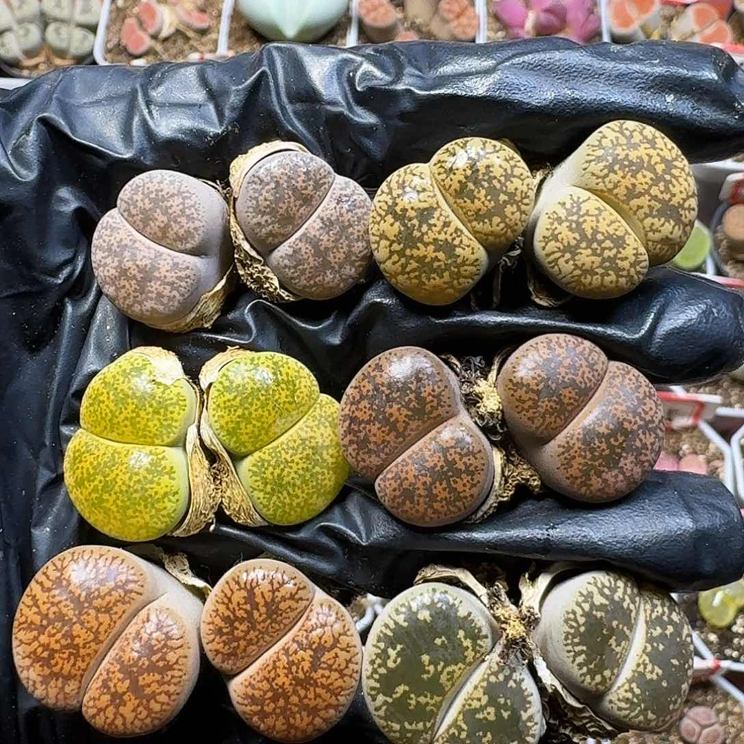 生石花1111111。   232