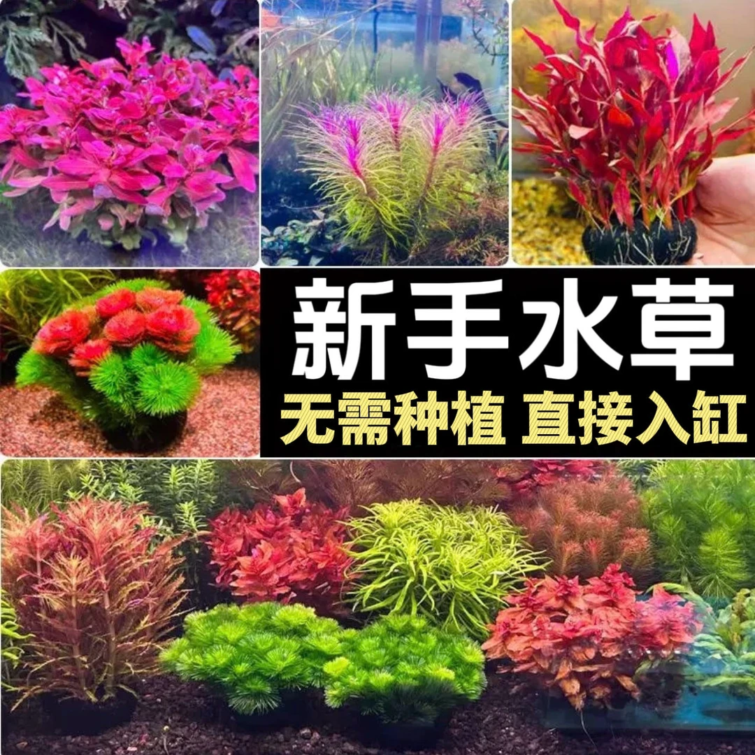 【买五送一】新手懒人坨草 鱼缸造景净化水质水草
