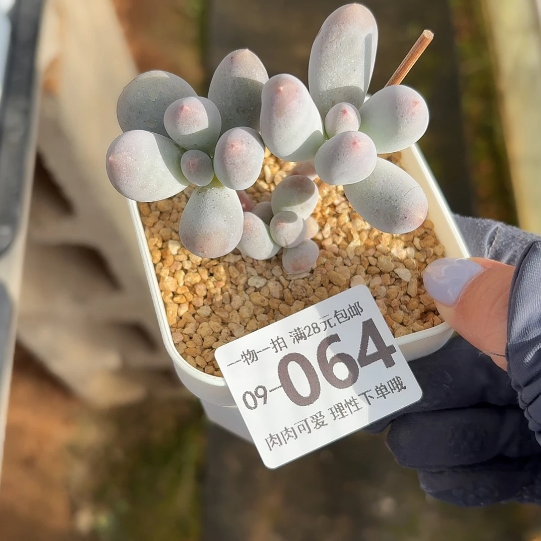 米可无盆土发货无盆