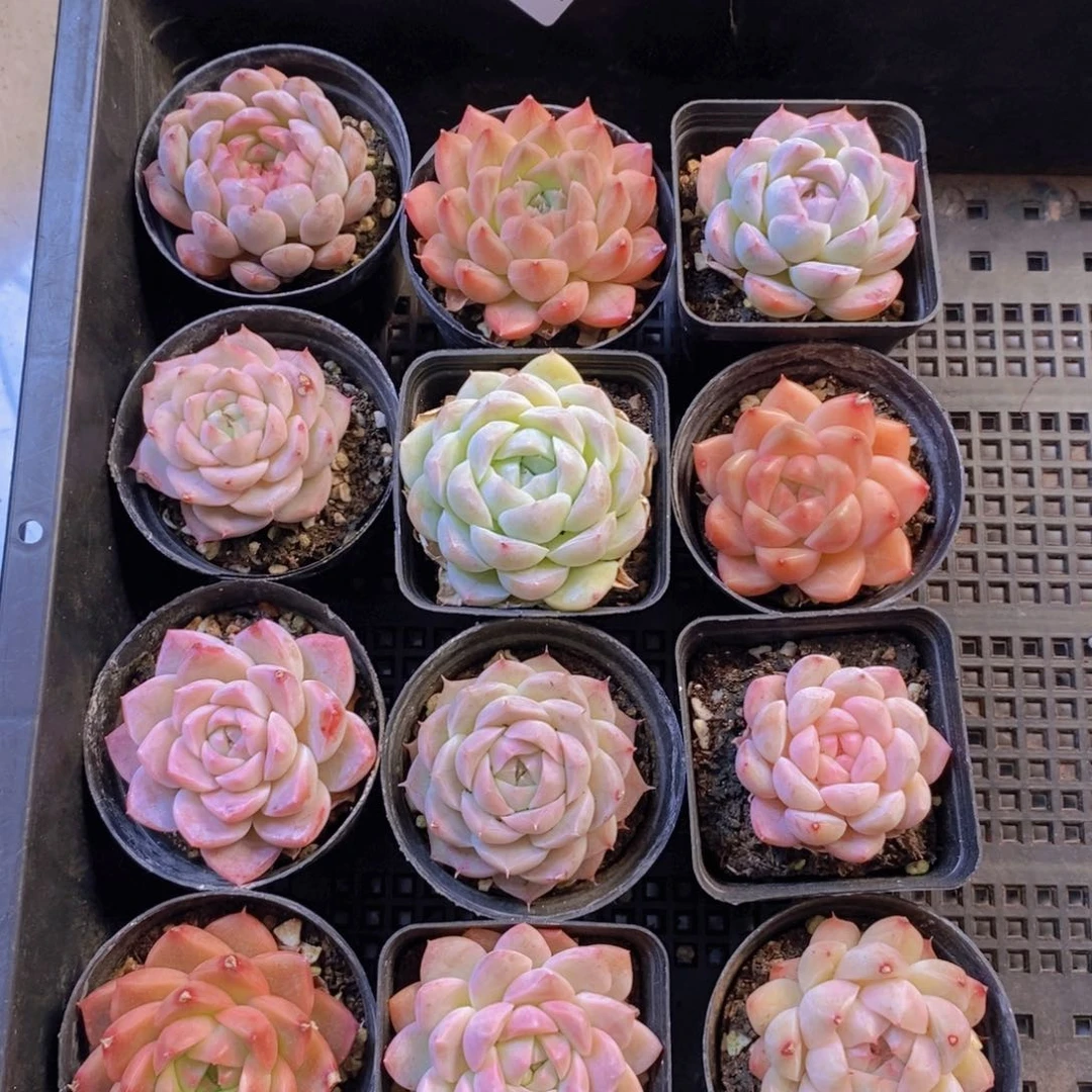 量拍。     05。   12颗