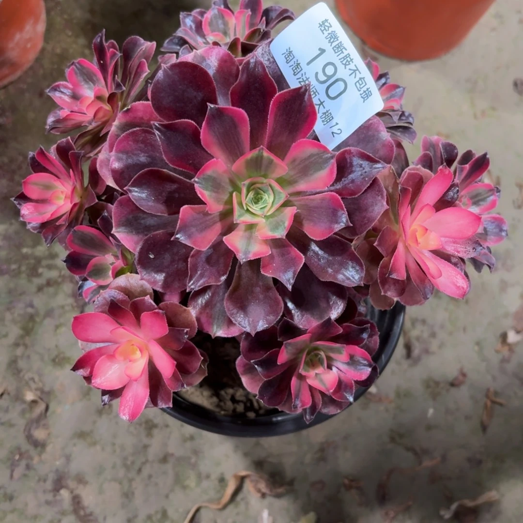 悦***己190美杜莎多肉植物法师