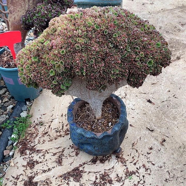 ****缘玫瑰朵朵脱土发货啊