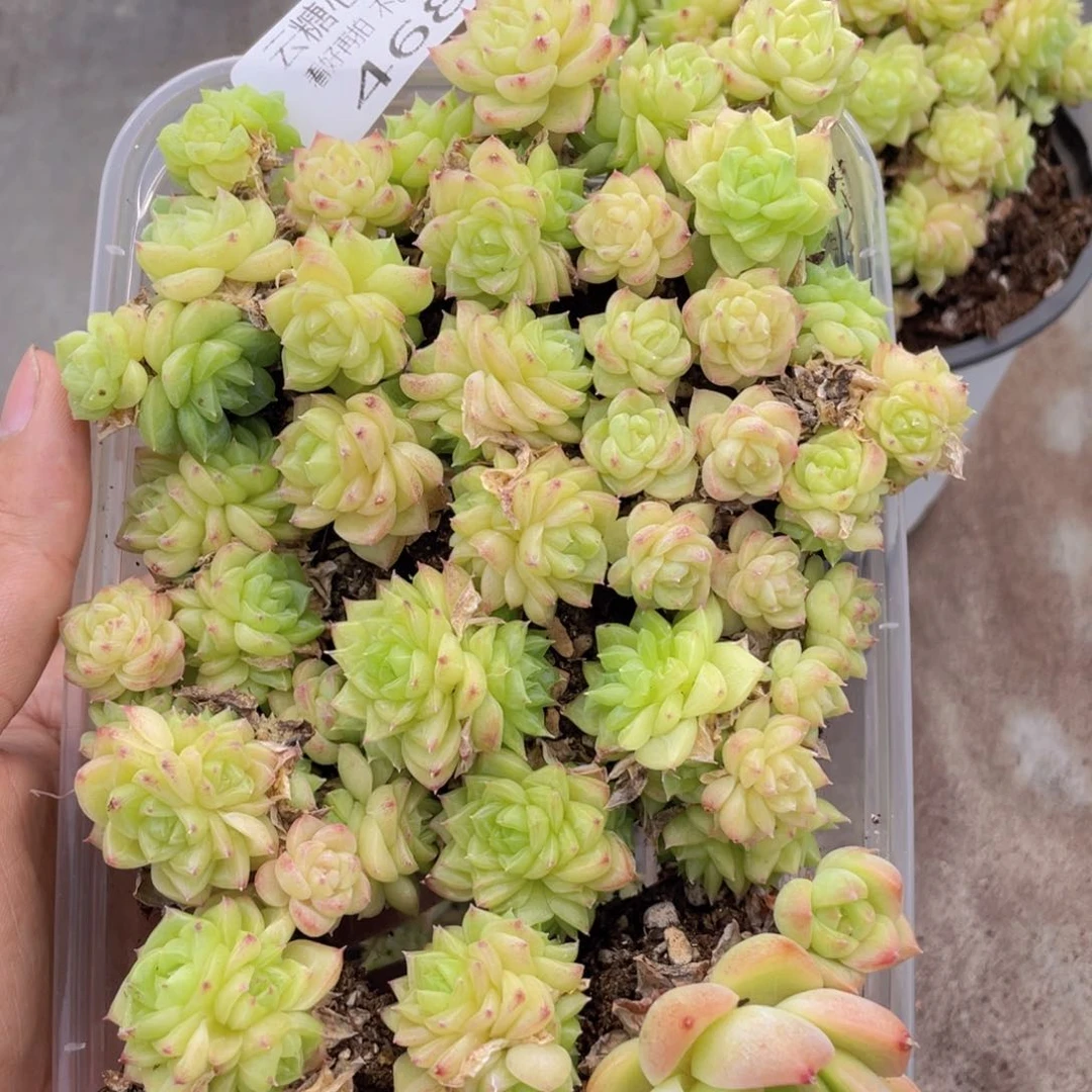 云糖心多肉植物468