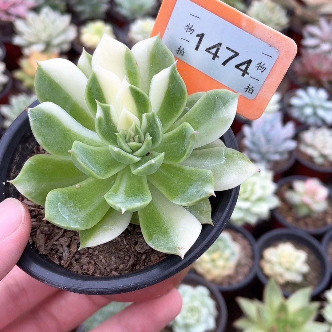 海蓝花脸1474号多肉
