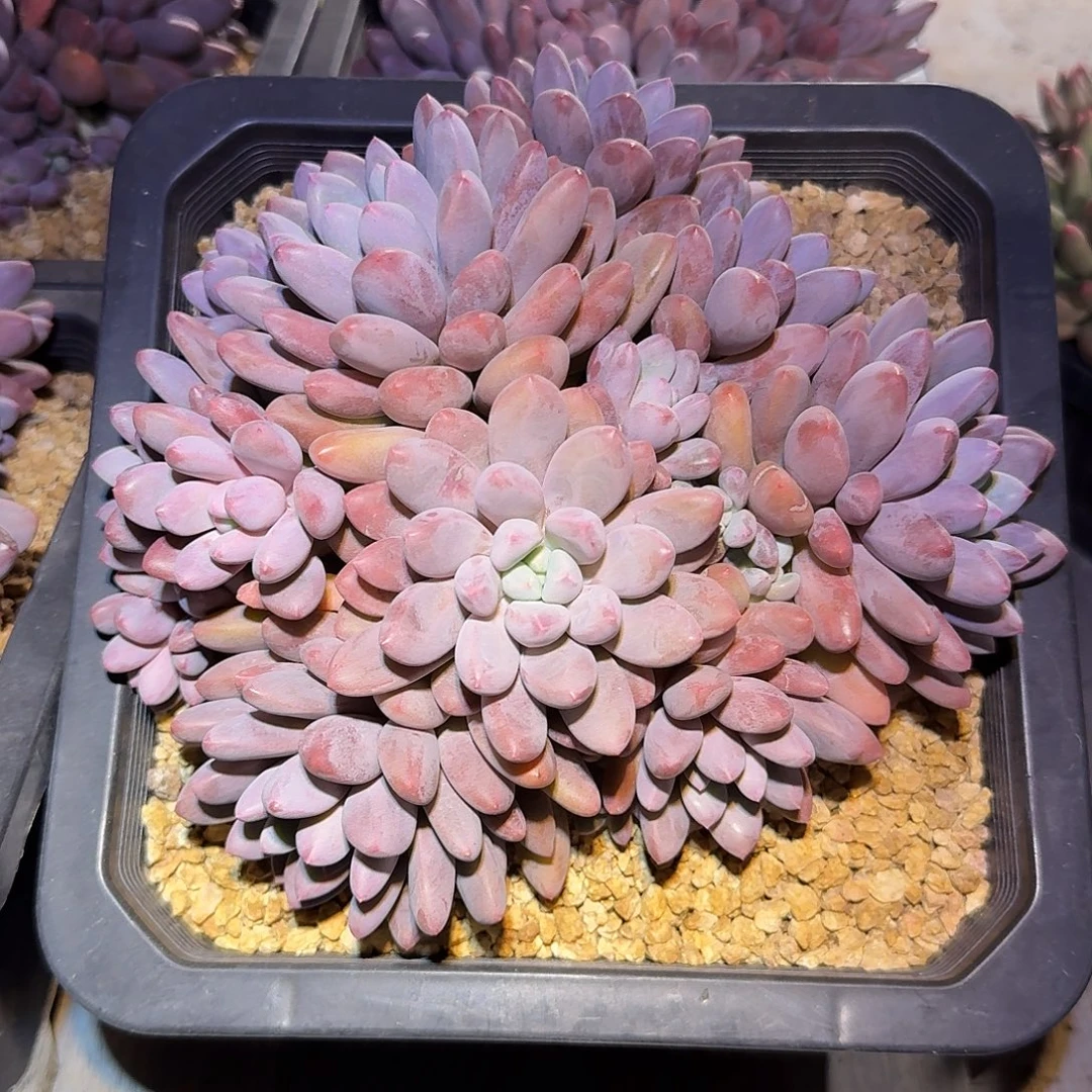 彩蛋美人整无砍老桩