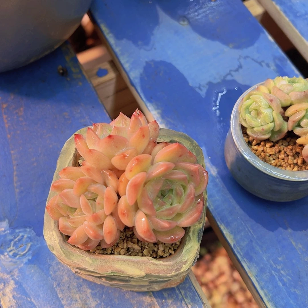 拒**虑珍妮，多肉植物，
