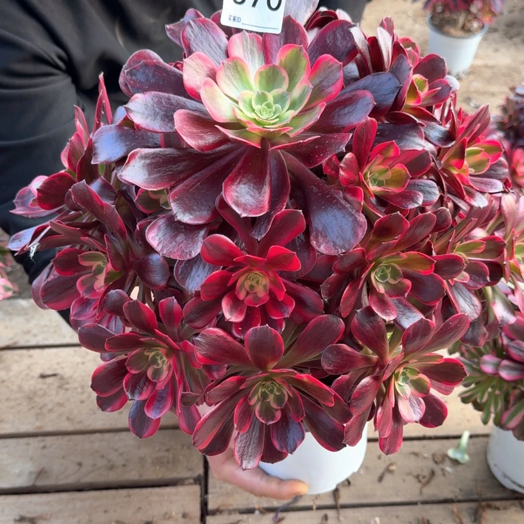 370多肉凤冠植物