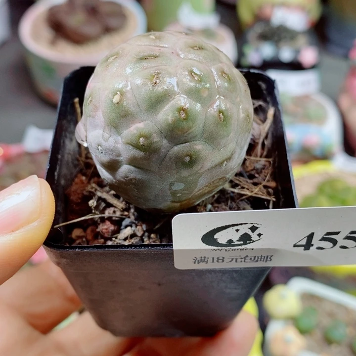 生石花花花花花花花花455