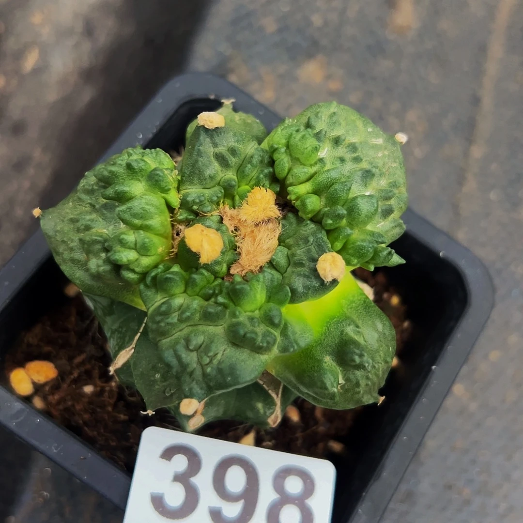 无花朵福利变尤怒涛牡丹398