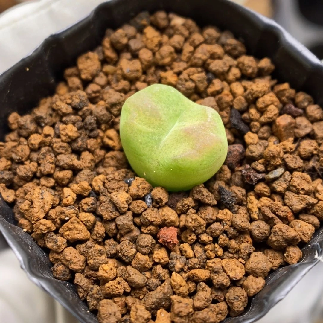 多肉植物肉锥杂交K-3749