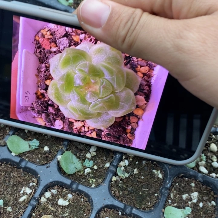 甜心 273芽苗一个量拍