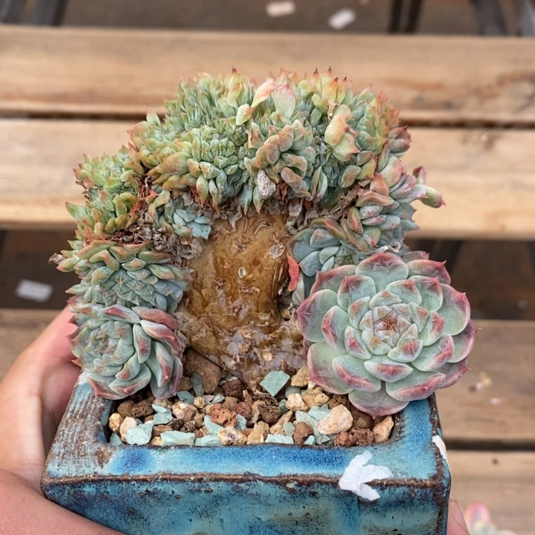 冰魄缀多肉植物9109