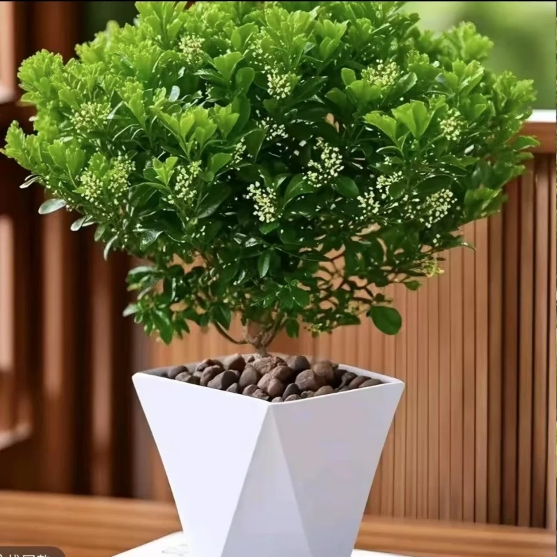 香水米兰四季开花飘香绿植盆栽室内外阳台飘窗好养喜阳耐旱寒植物