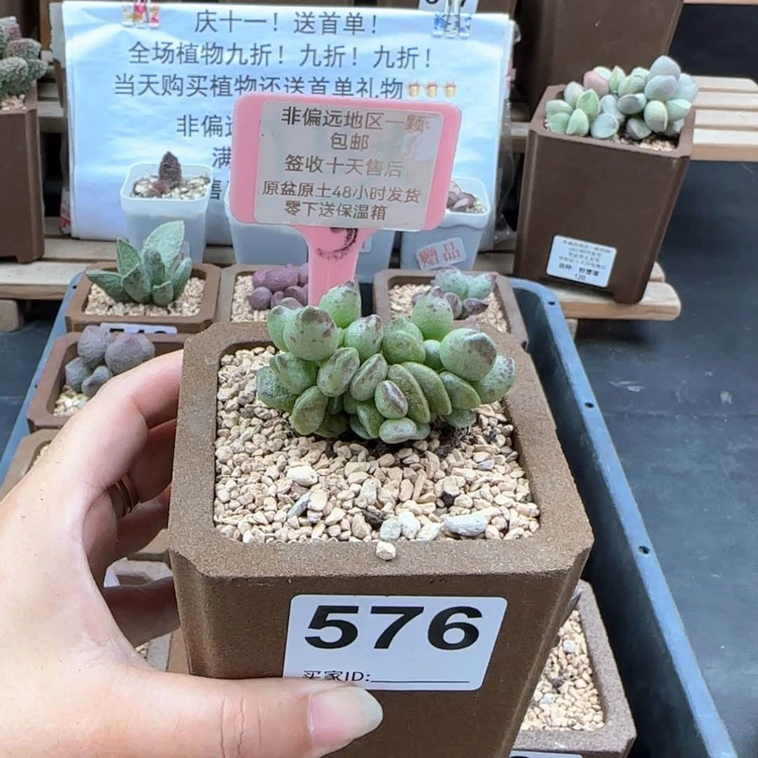 576鼓槌多肉植物