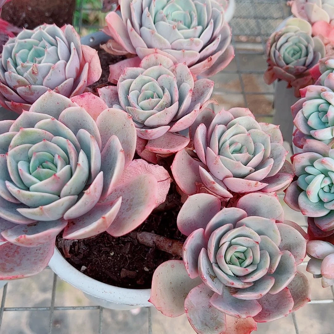 蓝色苍鹭多头群生精品特价