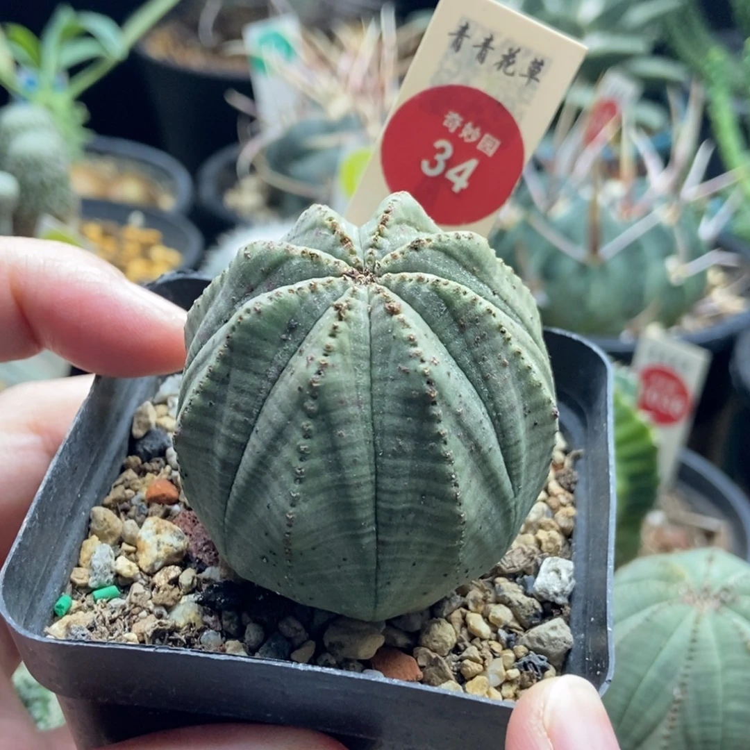 实生老布纹球4.7cm