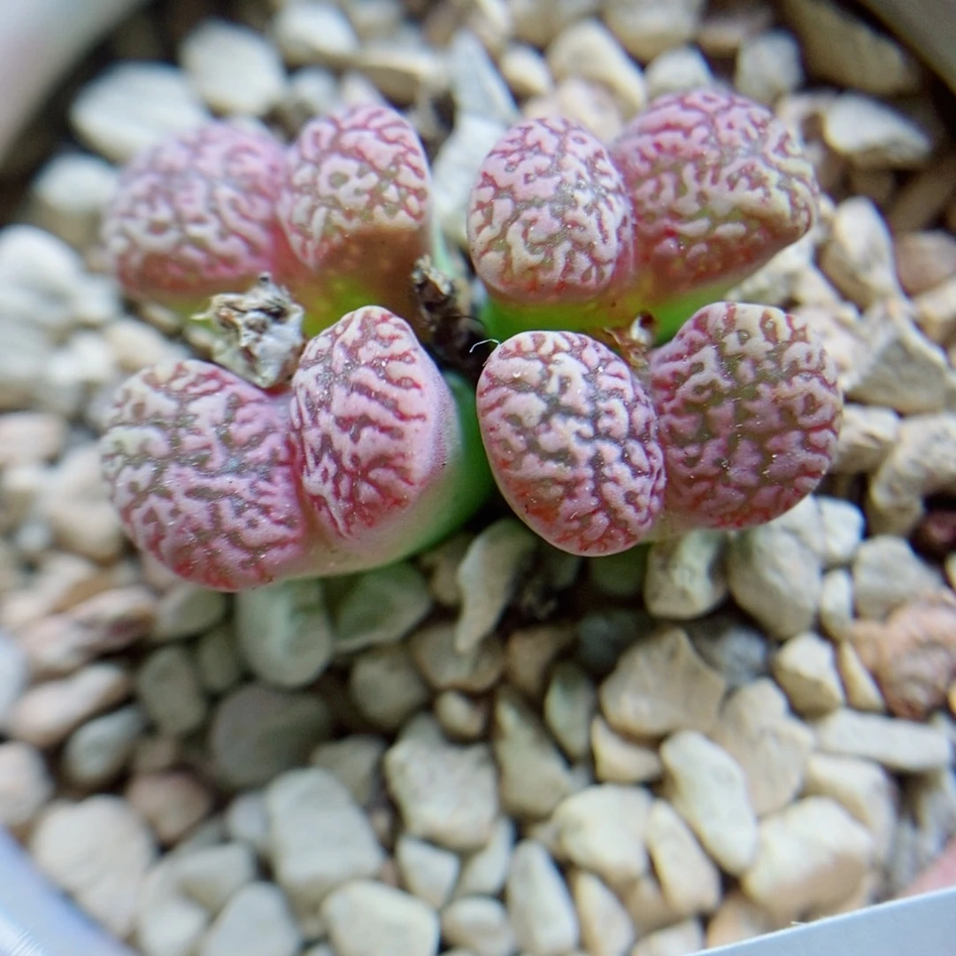 生石花花花花花花花575