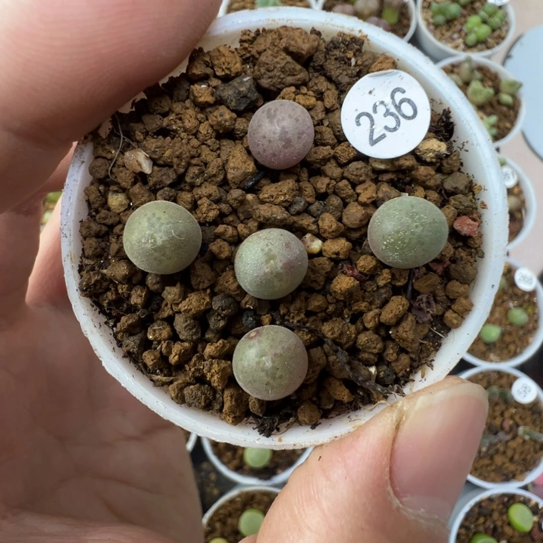 空蝉一颗脱土2360000