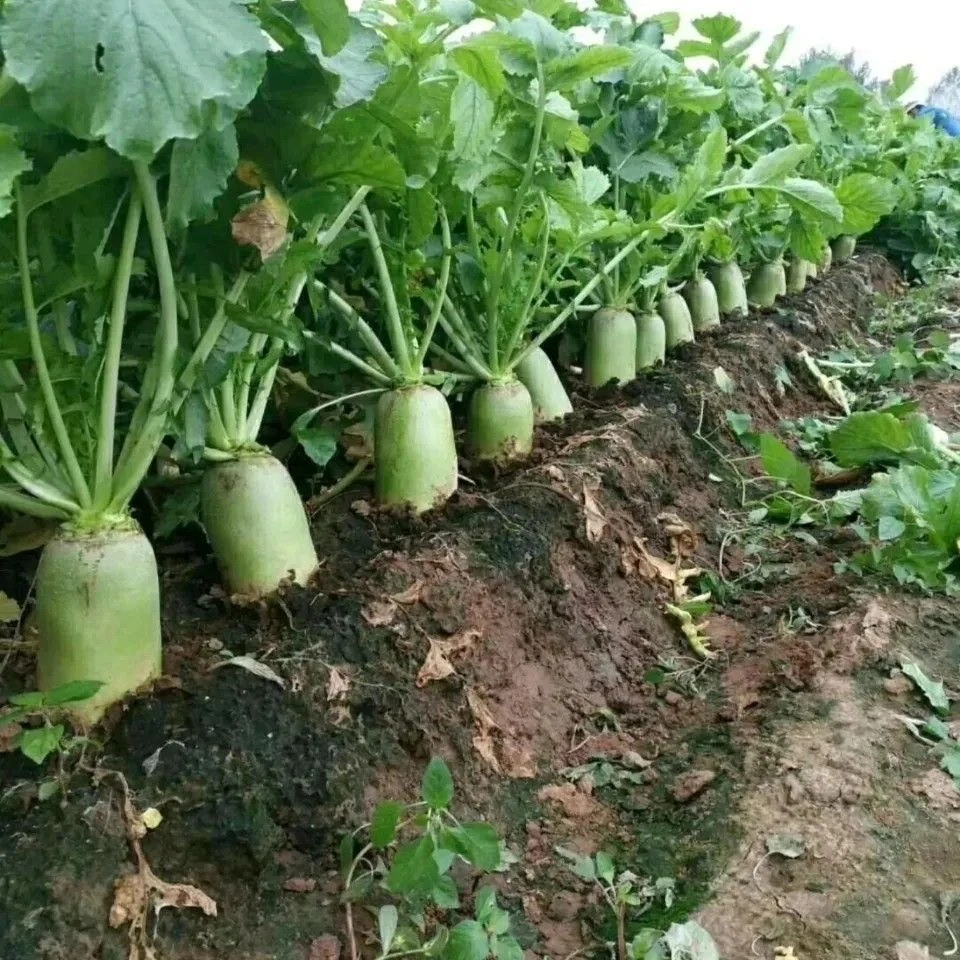 河南正宗青萝卜农户自产青皮萝卜产地自销现挖现发生吃炖汤萝卜干