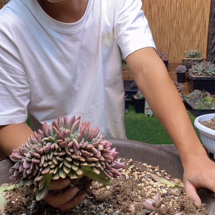 阿***肉981 号桃花源多肉植物