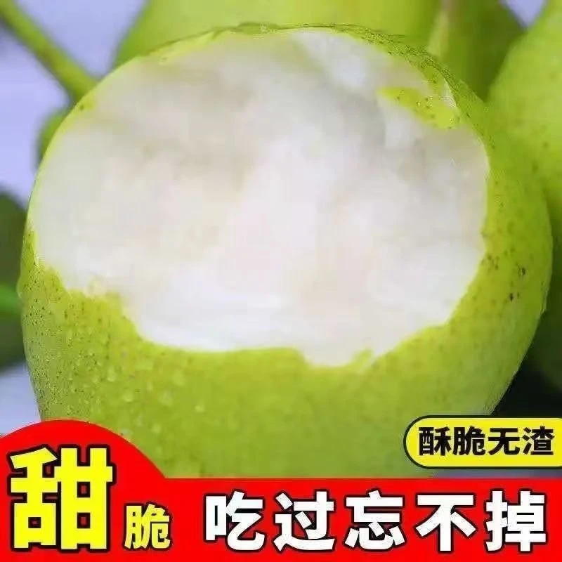 大青梨青皮梨当季新果梨现摘现发新鲜好吃梨口感好饱满水润清甜梨