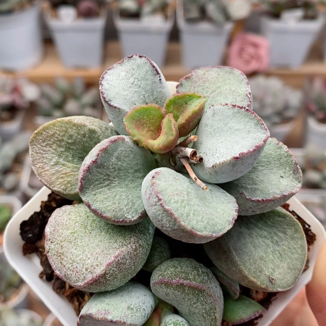 磨砂蛋水泡多肉植物