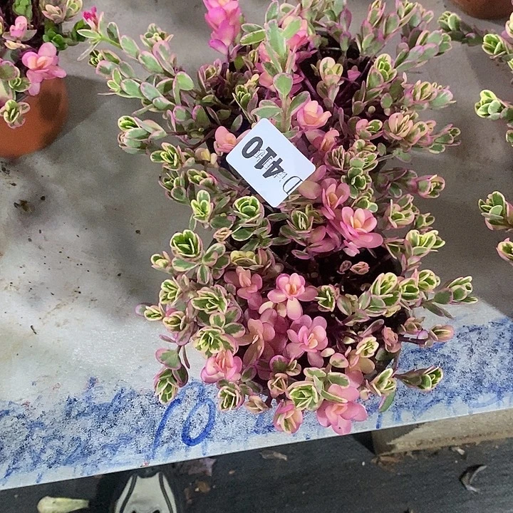 *****410太阳花锦多肉2颗