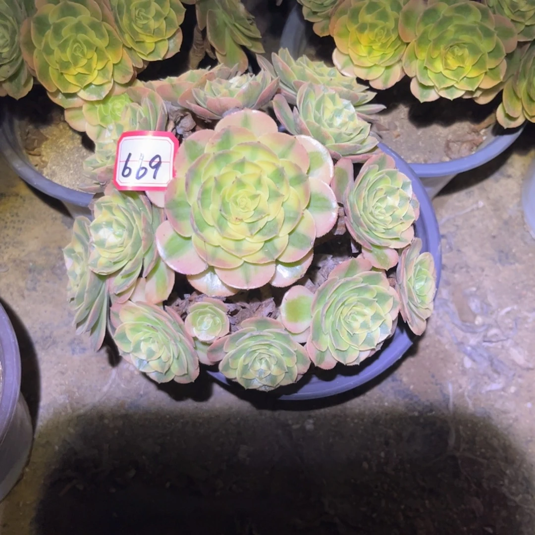 669多肉植物火龙果