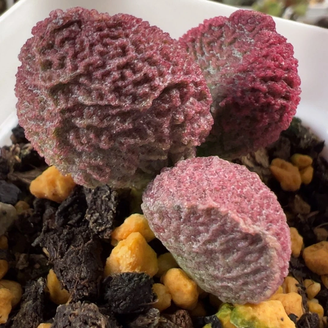 红色系新品多肉植物水泡