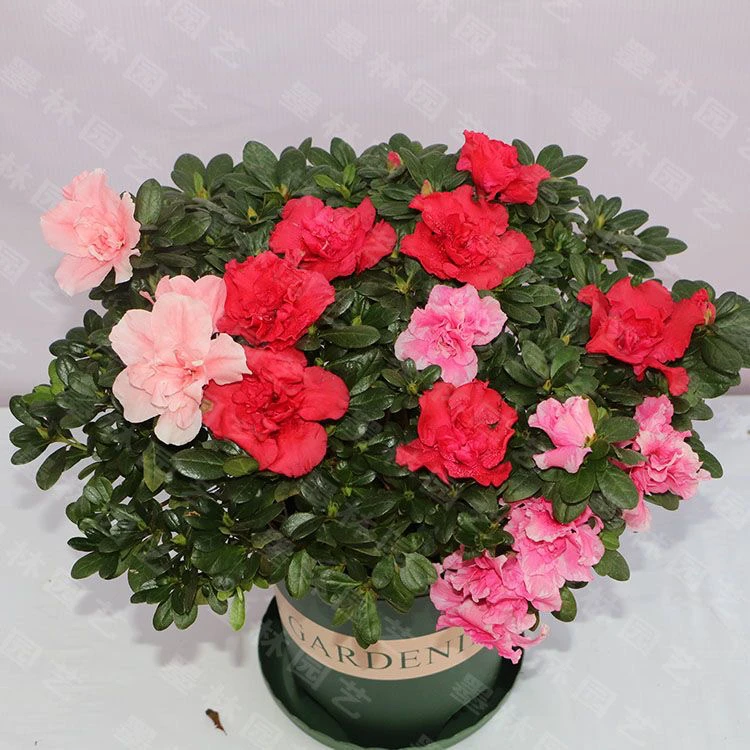 精选带花苞红杜鹃花盆栽多颗多色老桩四季开花庭院阳台好养花卉