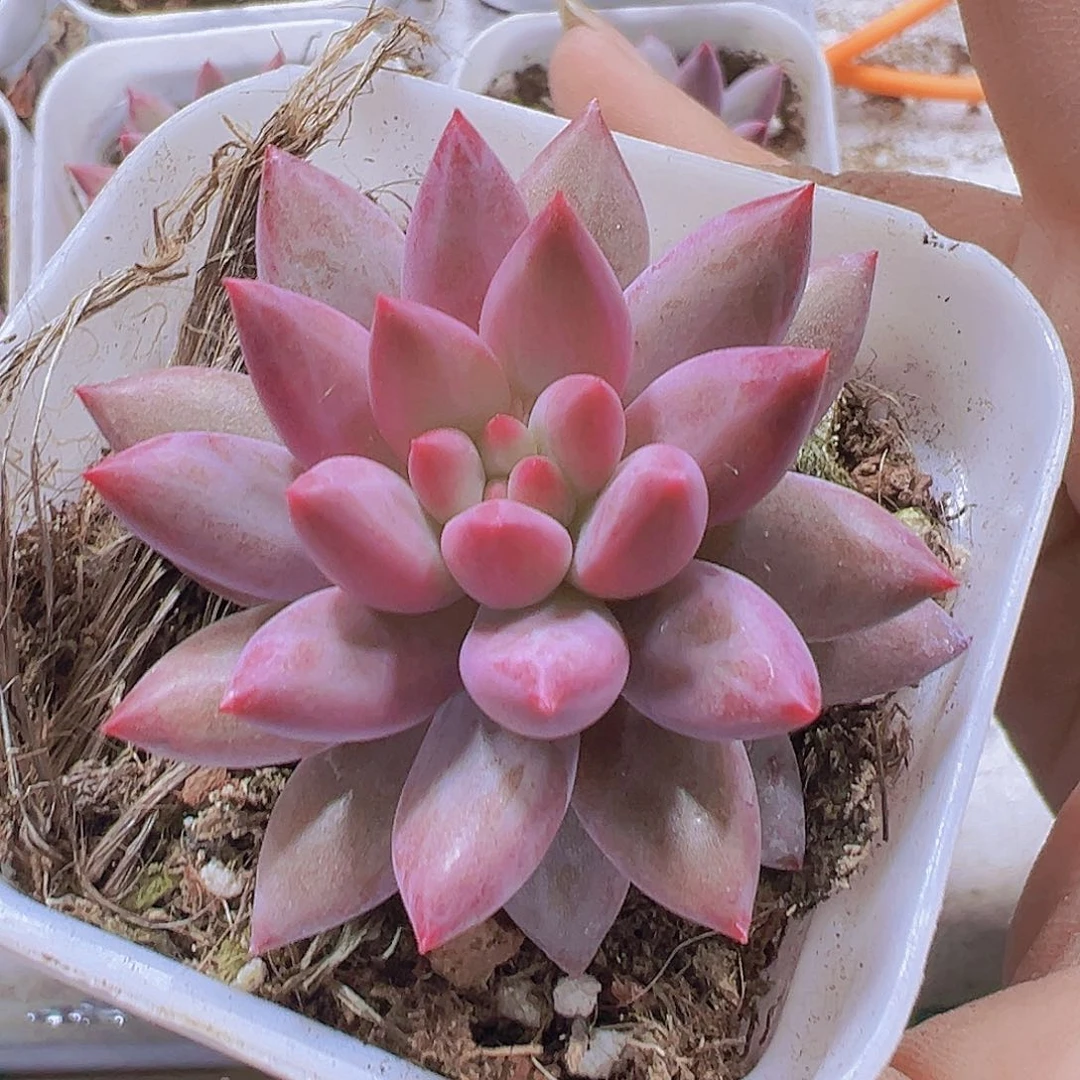 车厘子19包邮多肉