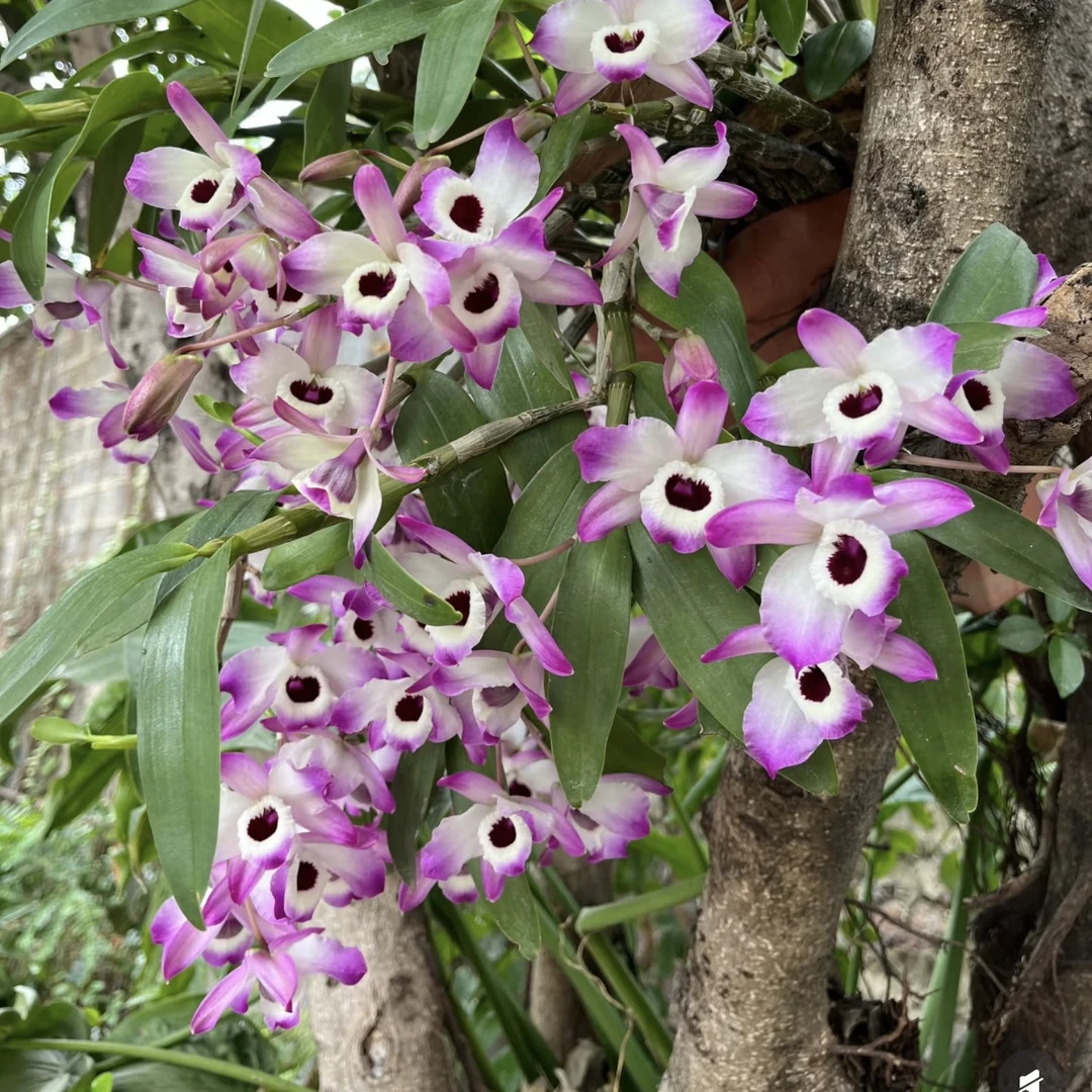 内供-雪莲花沉香卵巢回.春保养按摩油调理面若桃花