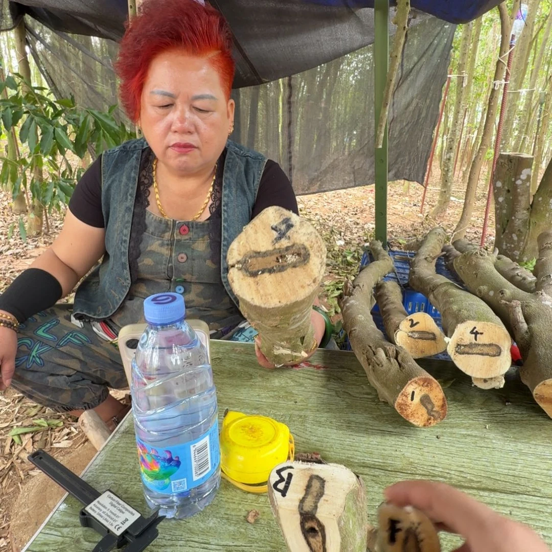 天***天线香奇楠沉香原木