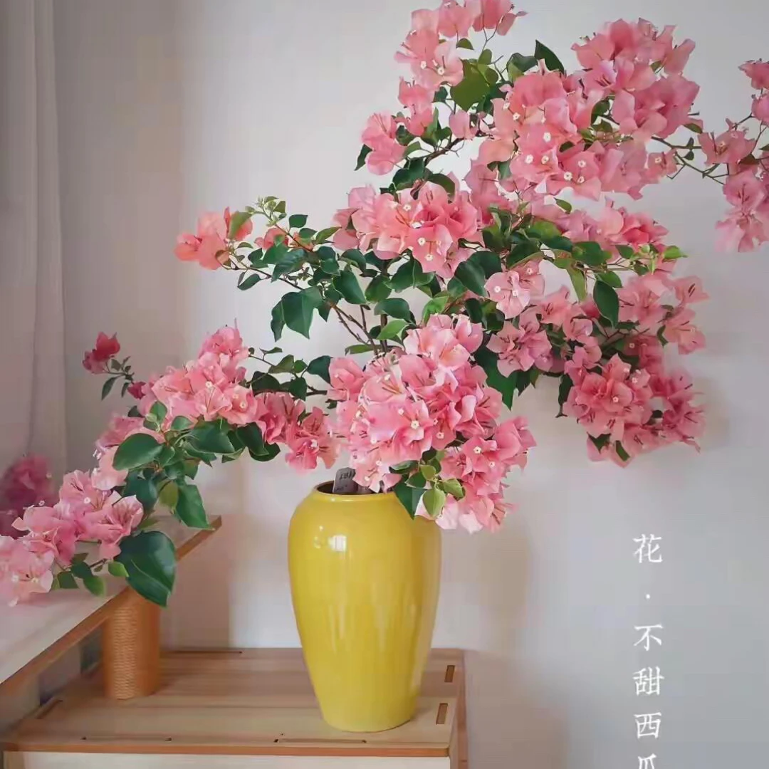 （不甜西瓜）三角梅好养耐寒四季勤花适合室内外阳台的垂吊型植物