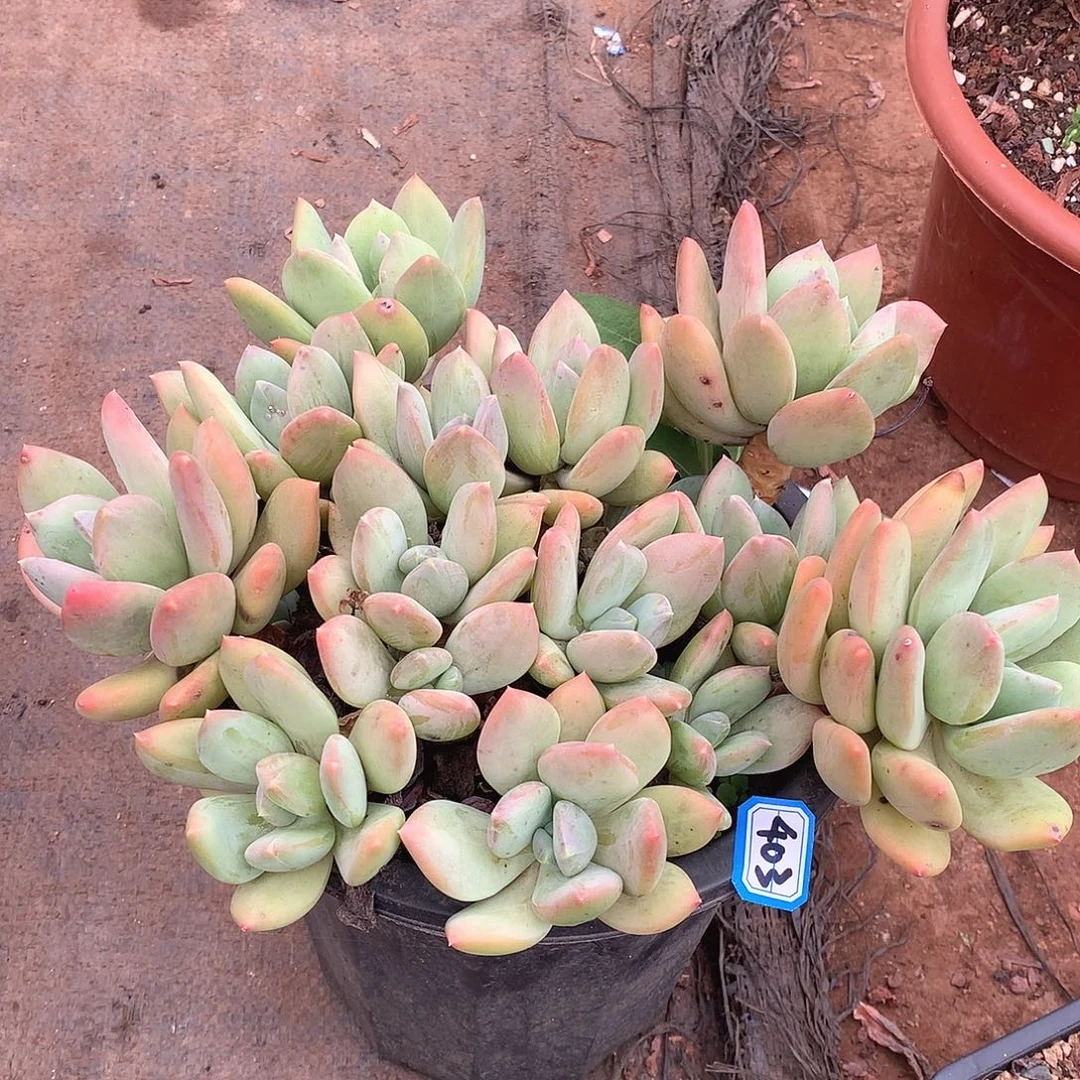 403海洋之星一物一拍多肉