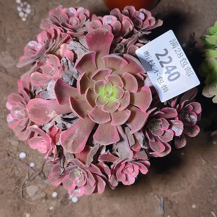 2240爱神多肉植物保护