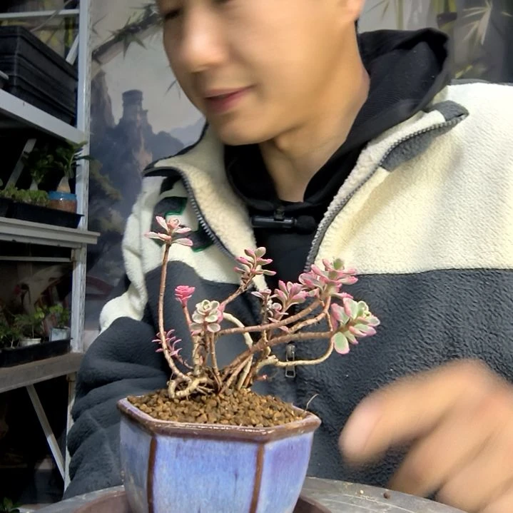 鱼***碗中青园艺一物一拍46